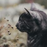 Conclusion: Finding Your Cosmic Cat Connection