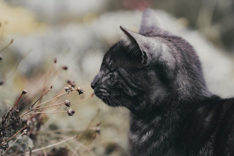 Conclusion: Finding Your Cosmic Cat Connection