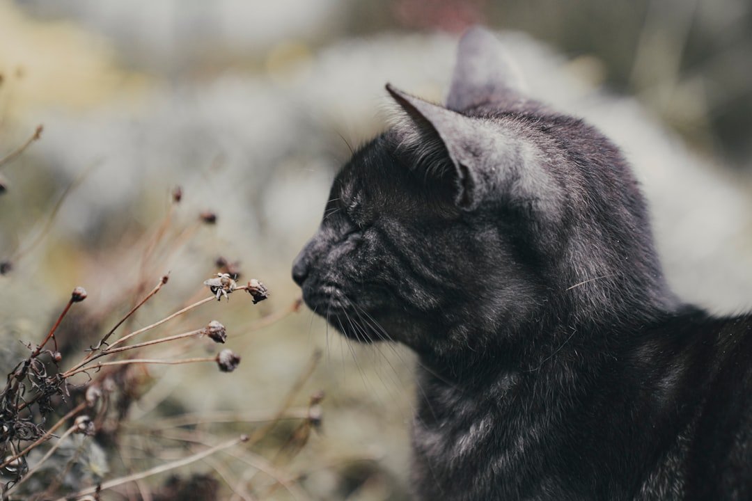 Conclusion: Finding Your Cosmic Cat Connection