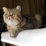 10 Cat Breeds That Match Your Zodiac Sign's Personality