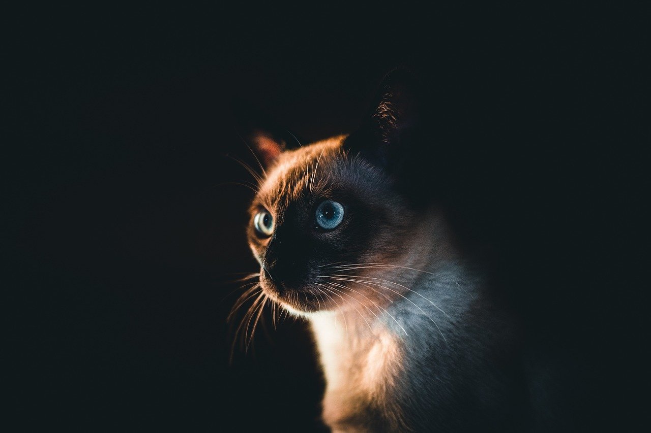 Siamese Cats: The Drama Queens of Destruction (image credits: pixabay)