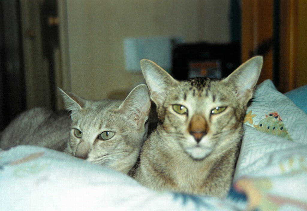 Oriental Shorthair Cats: The Sleek Mischief Makers (image credits: flickr)
