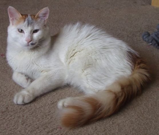 Turkish Van Cats: The Swimming Destroyers (image credits: wikimedia)
