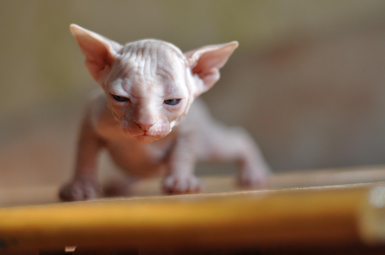 Sphynx Cats: The Hairless Attention Seekers (image credits: pixabay)