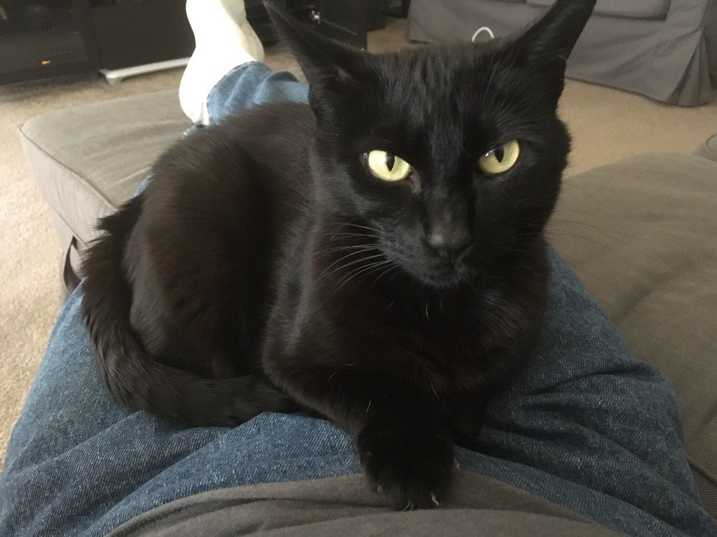 Bombay Cats: The Miniature Panthers (image credits: flickr)