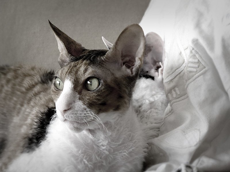 Cornish Rex Cats: The Curly-Coated Climbers (image credits: flickr)