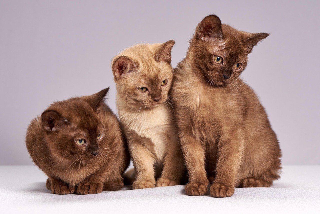 Burmese Cats: The Fabric-Chewing Specialists (image credits: pixabay)