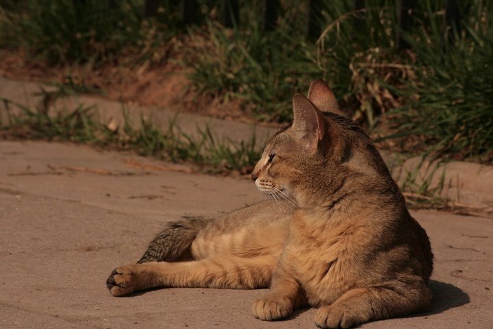 Chausie Cats: The Jungle Cat Hybrids (image credits: wikimedia)