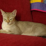 15 Cat Breeds Known for Destructive Behavior When Bored