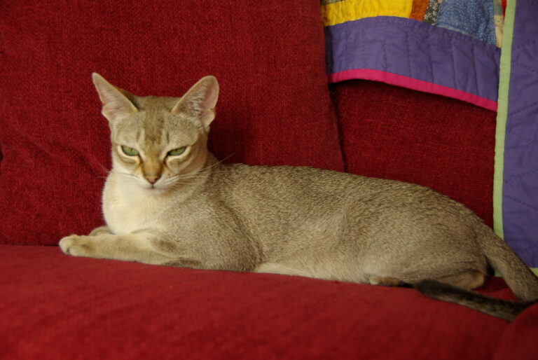 15 Cat Breeds Known for Destructive Behavior When Bored