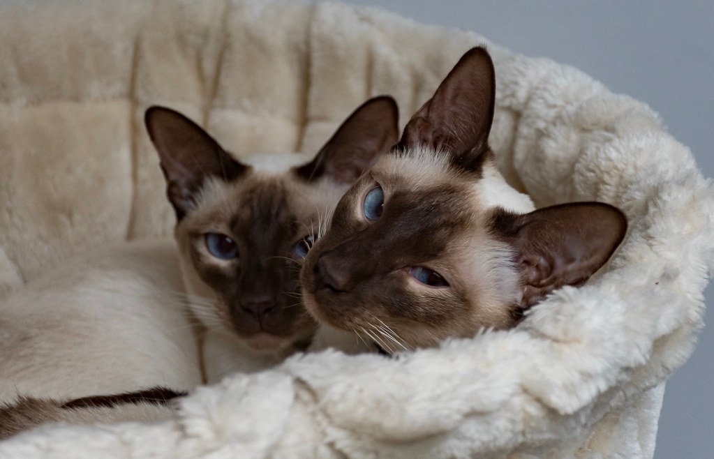 Powerful Emotional Support Through Intuitive Connection (image credits: flickr)