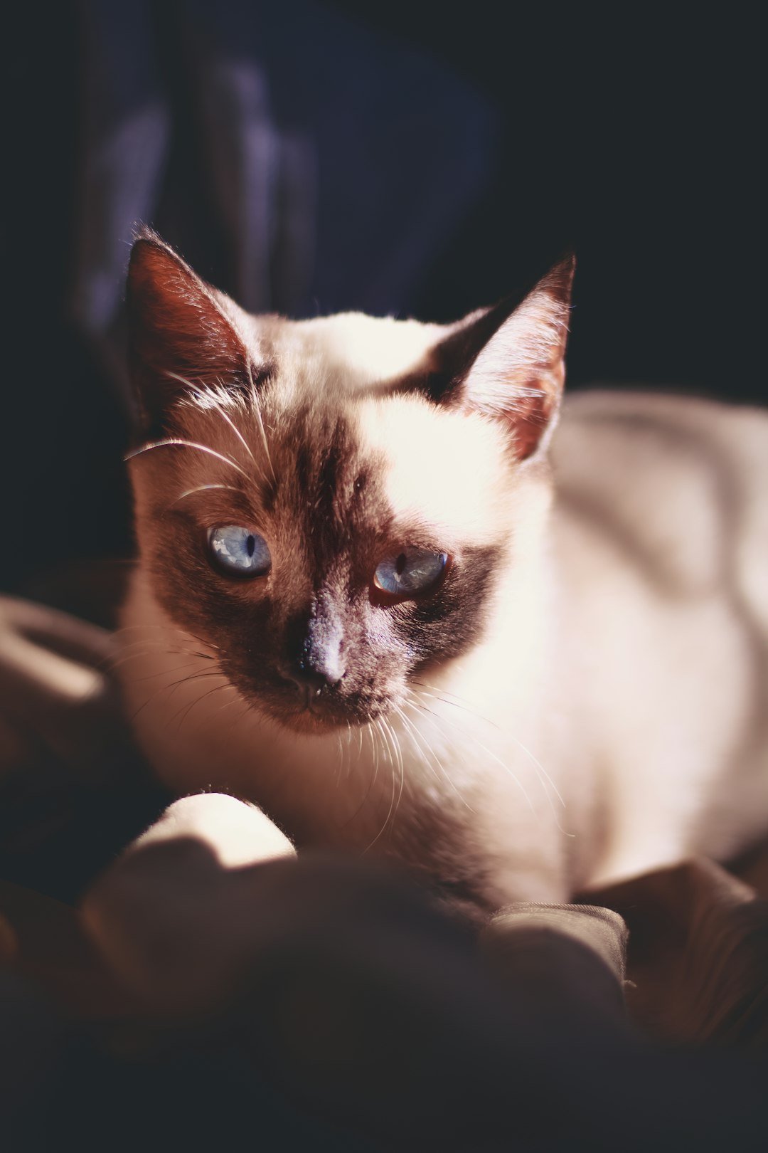Therapeutic Purring for Physical Healing (image credits: unsplash)