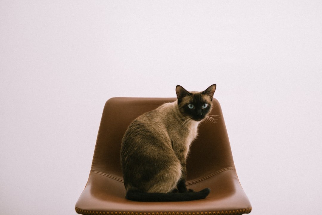 Social Connection and Companionship (image credits: unsplash)