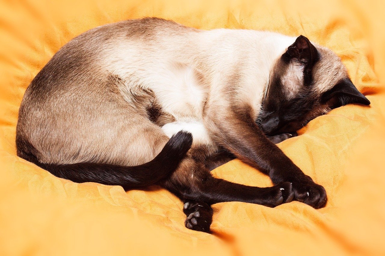 Enhanced Sleep Quality and Relaxation (image credits: pixabay)