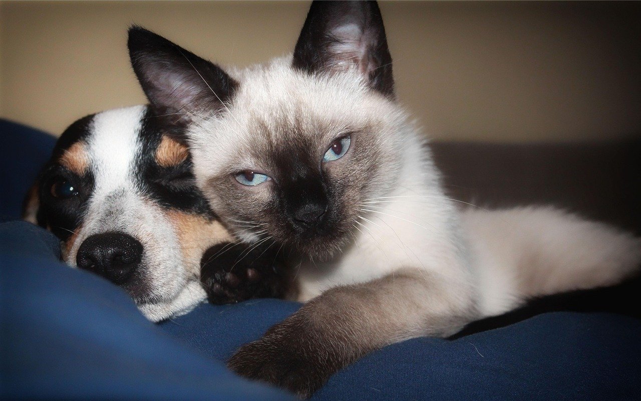 Long-Term Loyalty and Bonding (image credits: pixabay)