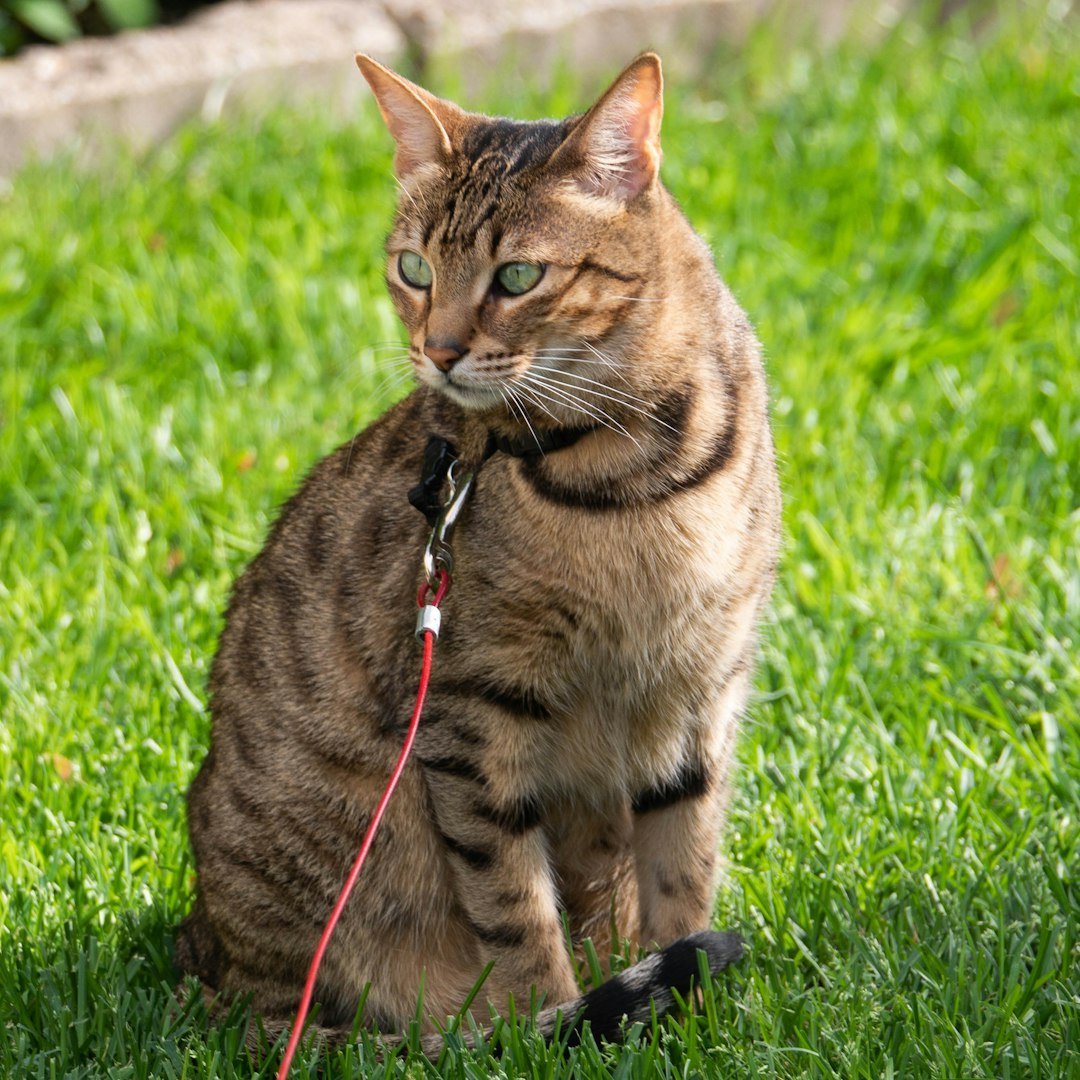 The Territorial Savannah Cat (image credits: unsplash)