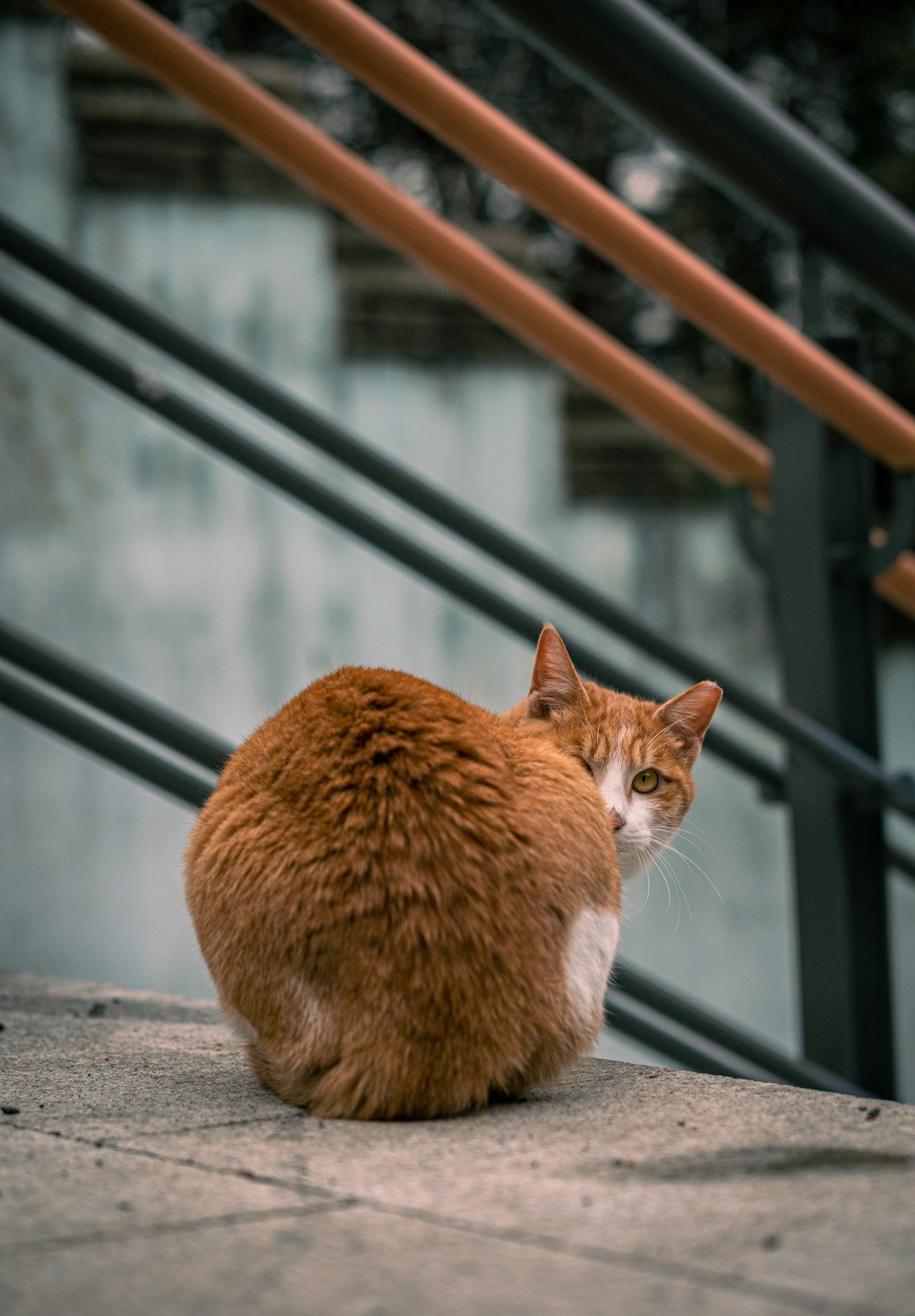 The Intimidating Chausie Cat (image credits: unsplash)
