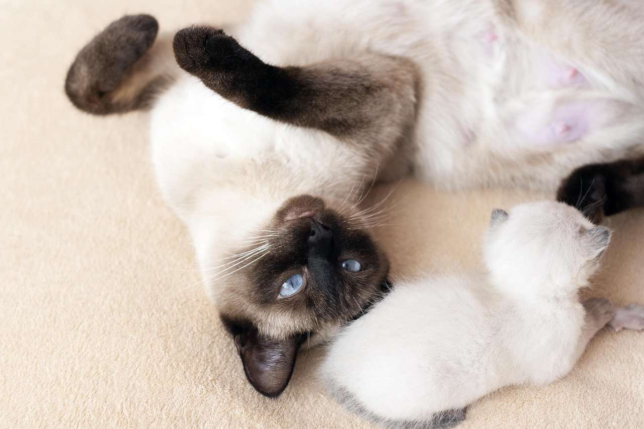The Dominant Siamese Cat (image credits: pixabay)