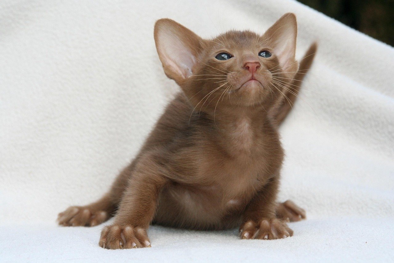 The Demanding Oriental Shorthair (image credits: pixabay)