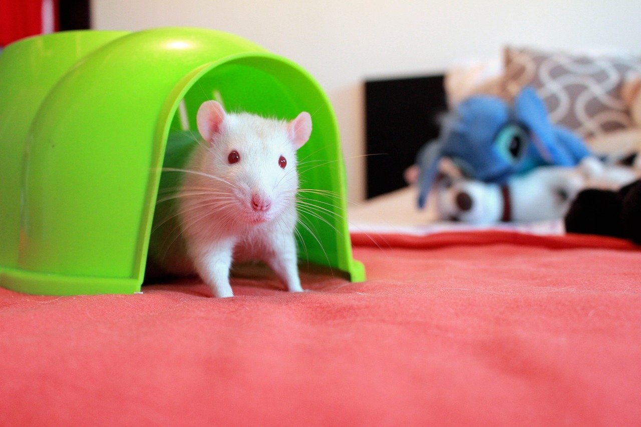 Rats - The Misunderstood Empaths (image credits: pixabay)