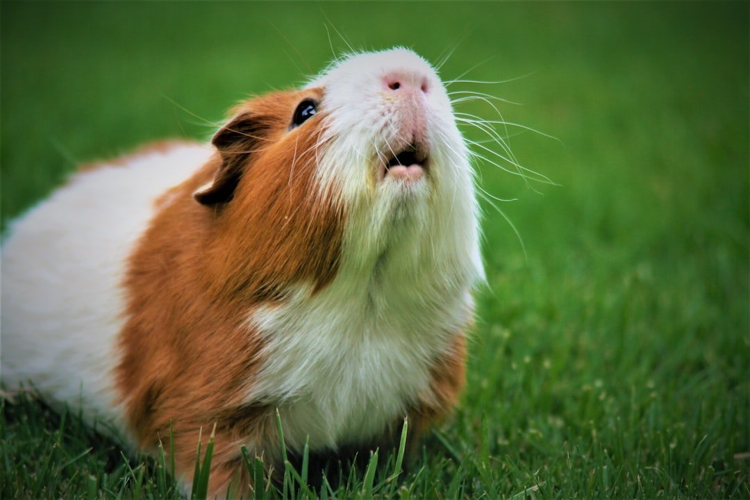 Guinea Pigs - The Vocal Velcro Companions (image credits: unsplash)