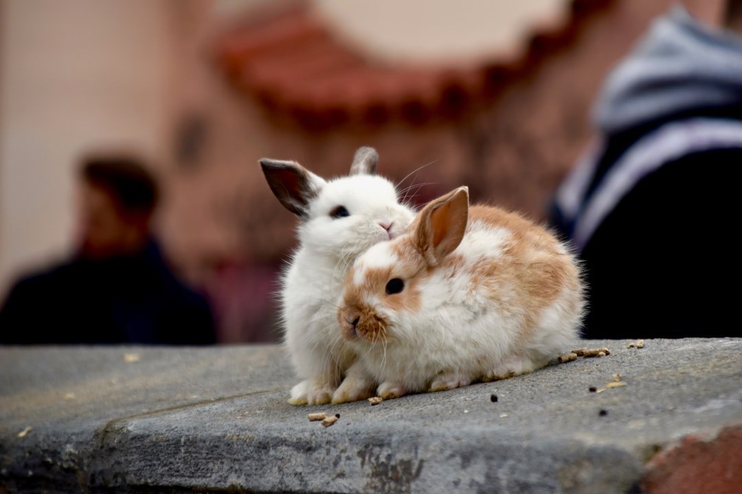Rabbits - The Misunderstood Cuddlers (image credits: unsplash)