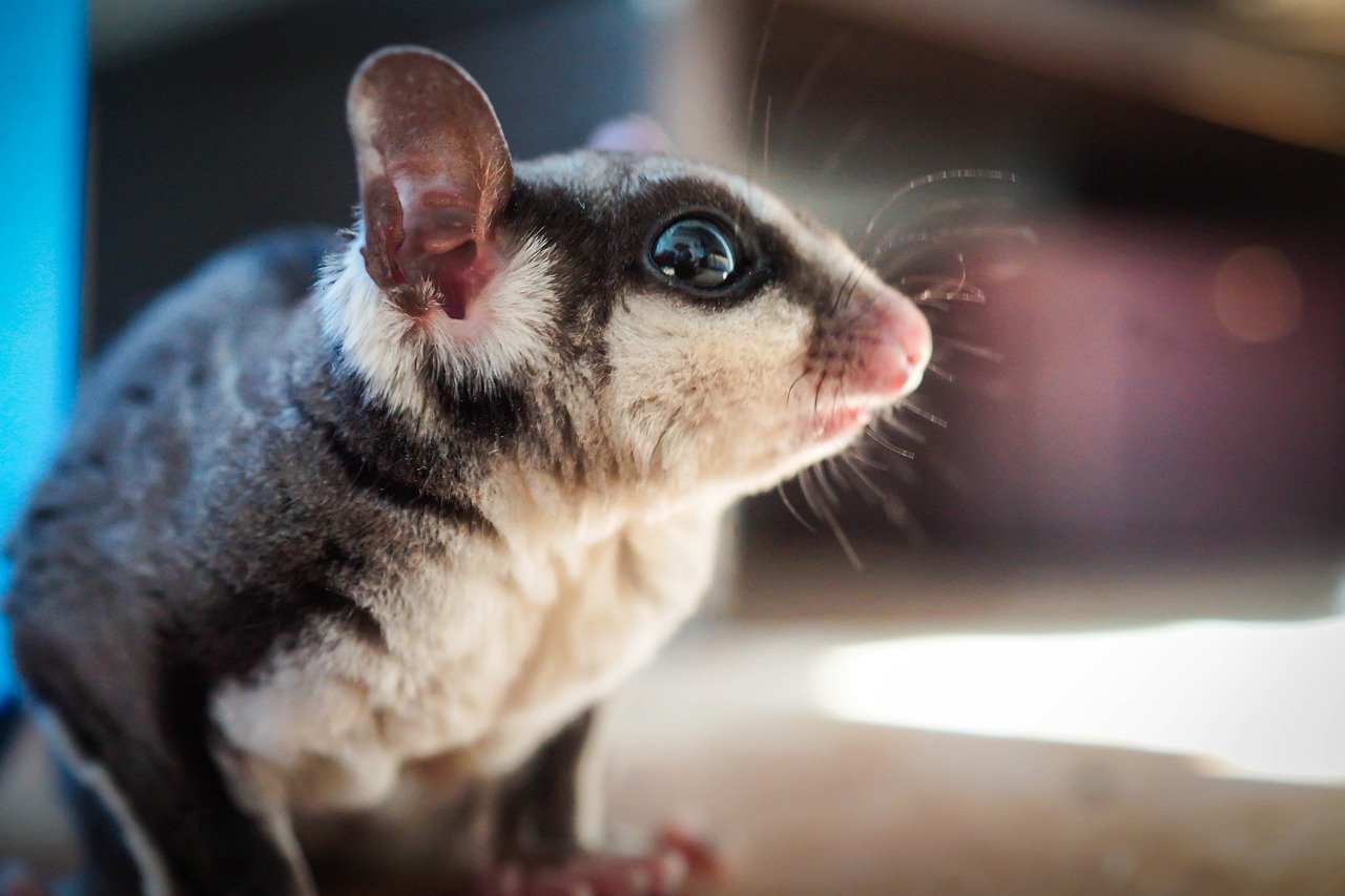 Sugar Gliders - The Marsupial Bonding Specialists (image credits: pixabay)