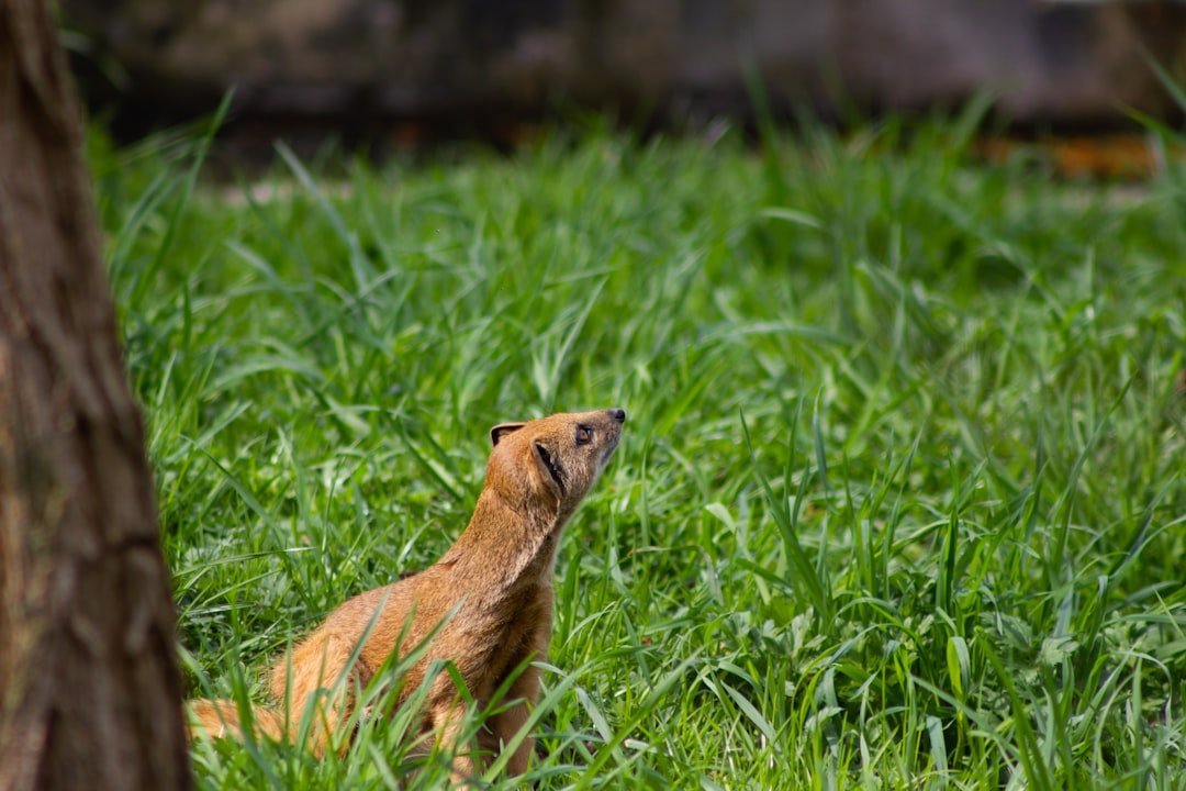 Ferrets - The Playful Acrobats (image credits: unsplash)