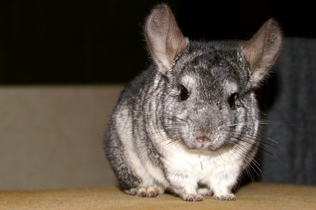 Chinchillas - The Luxurious Cuddle Partners (image credits: flickr)
