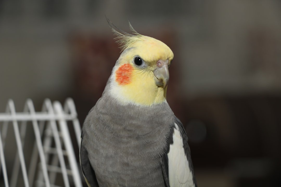 Cockatiels - The Whistling Sweethearts (image credits: unsplash)