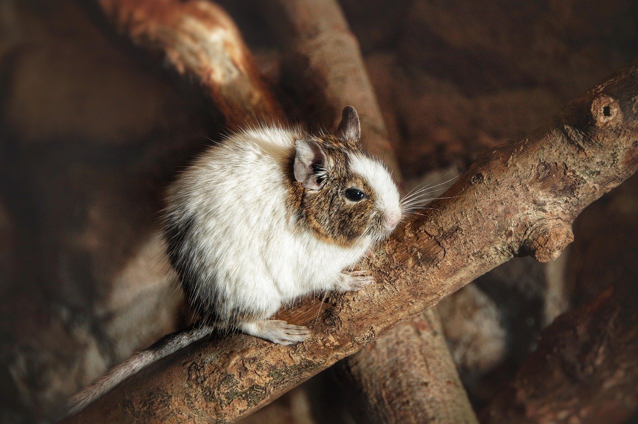 Degus - The Social Climbers (image credits: pixabay)