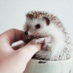 10 Small Pets That Form The Strongest Bonds With Humans