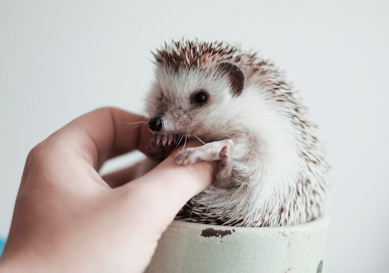 10 Small Pets That Form The Strongest Bonds With Humans