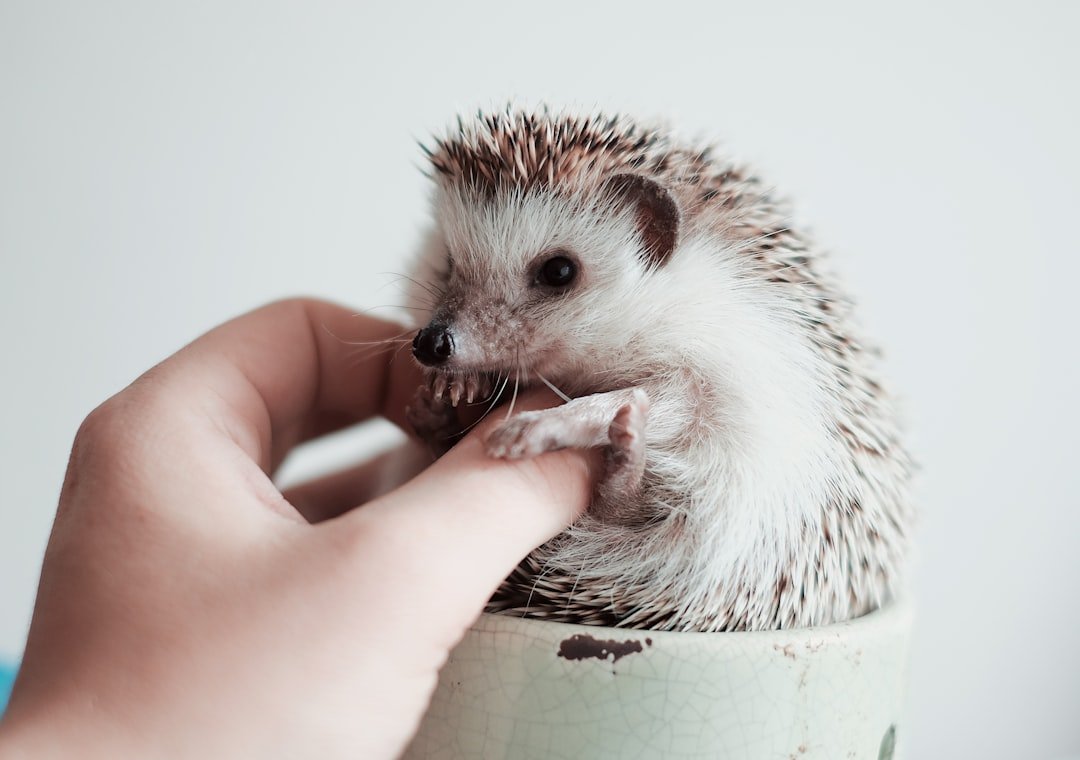 10 Small Pets That Form The Strongest Bonds With Humans