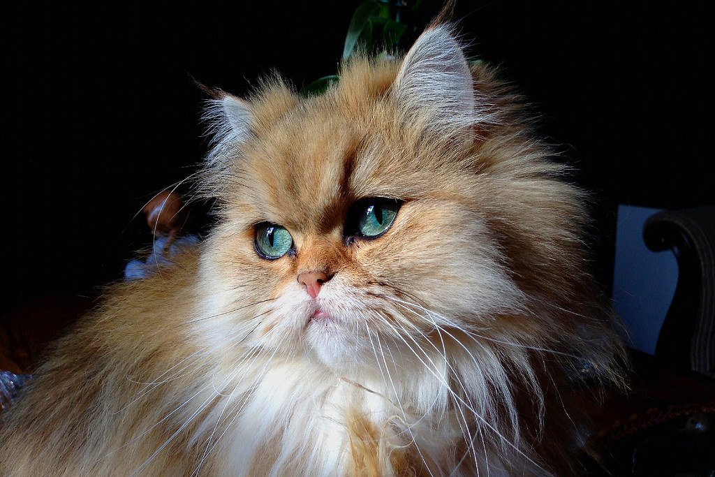 Persian - The Ultimate Lap Cat (image credits: flickr)