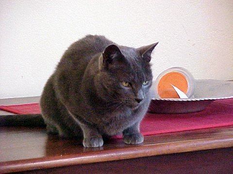 Russian Blue - The Quiet Companion (image credits: flickr)