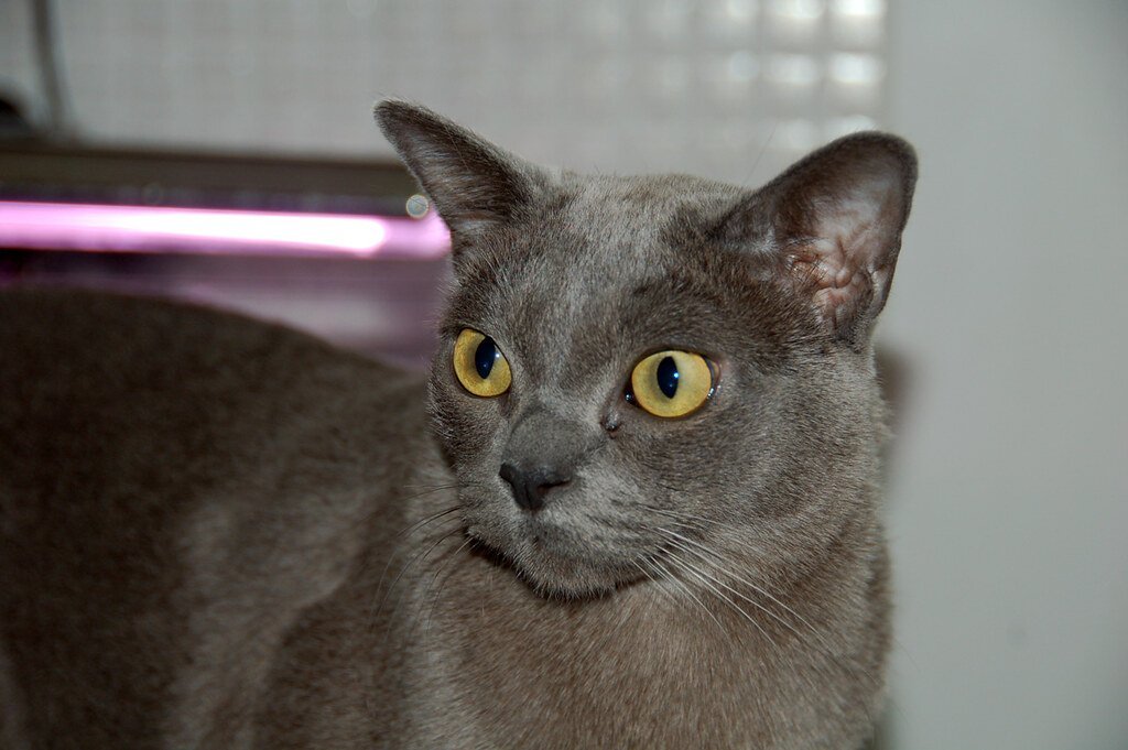 Burmese - The Devoted Friend (image credits: flickr)