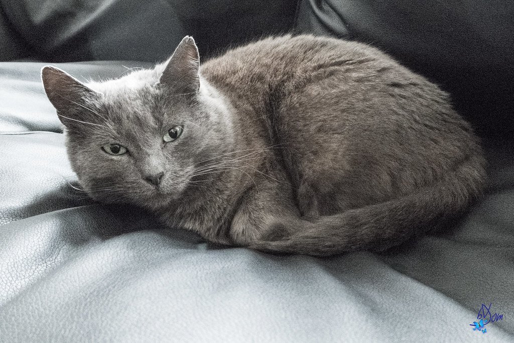 Chartreux - The Silent Sage (image credits: flickr)
