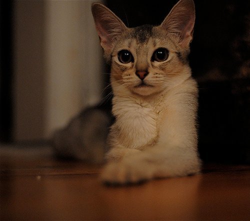 Abyssinian - The Athletic Explorer (image credits: flickr)
