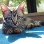 10 Cat Breeds That Love Seniors - and 5 That Need a Younger Energy Match