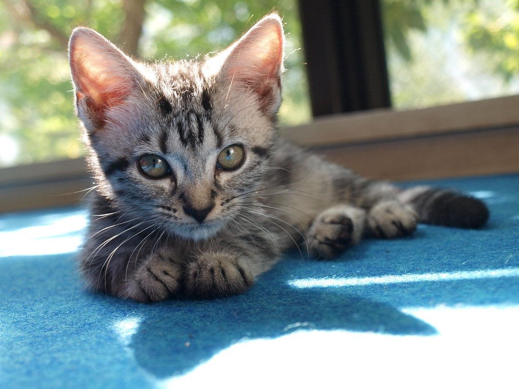 10 Cat Breeds That Love Seniors - and 5 That Need a Younger Energy Match