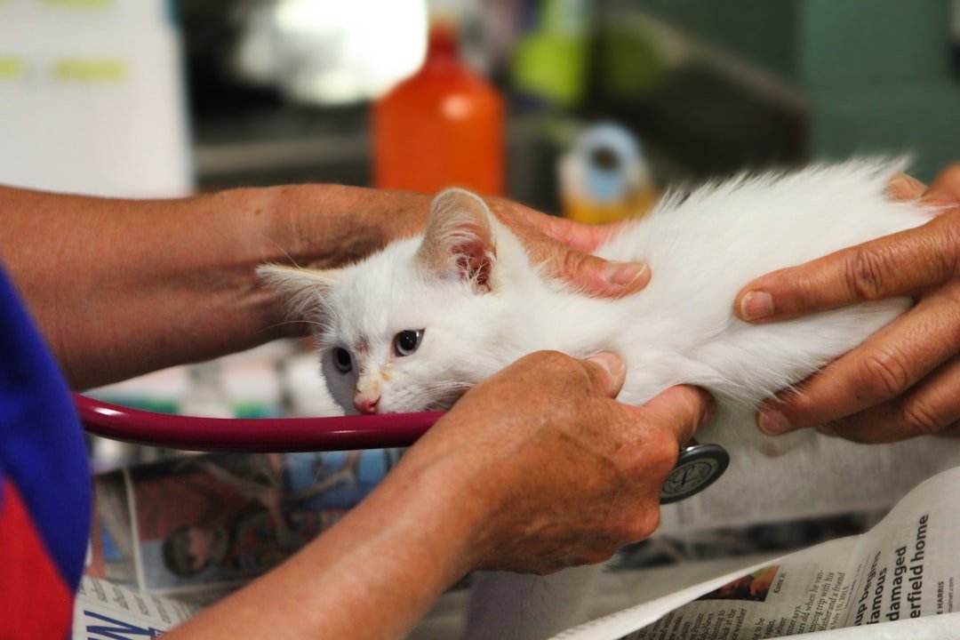 Schedule Regular Veterinary Checkups (image credits: unsplash)