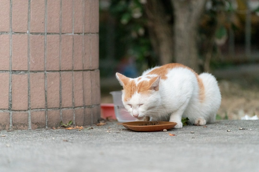 Provide a High-Quality, Balanced Diet (image credits: unsplash)