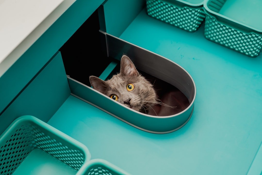 Maintain a Clean Litter Box Environment (image credits: unsplash)