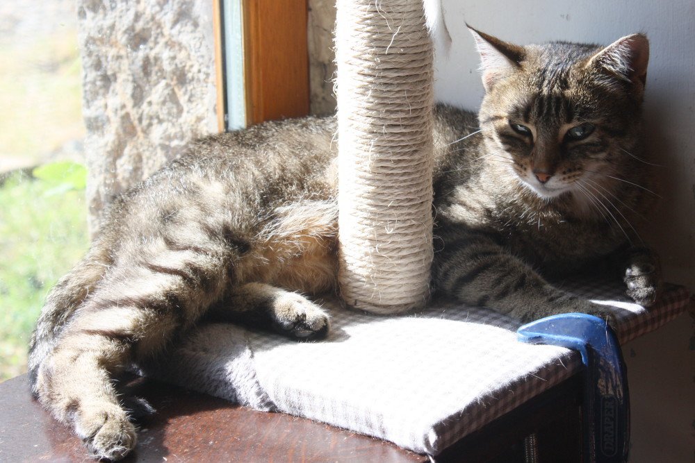 Offer Environmental Enrichment (image credits: flickr)