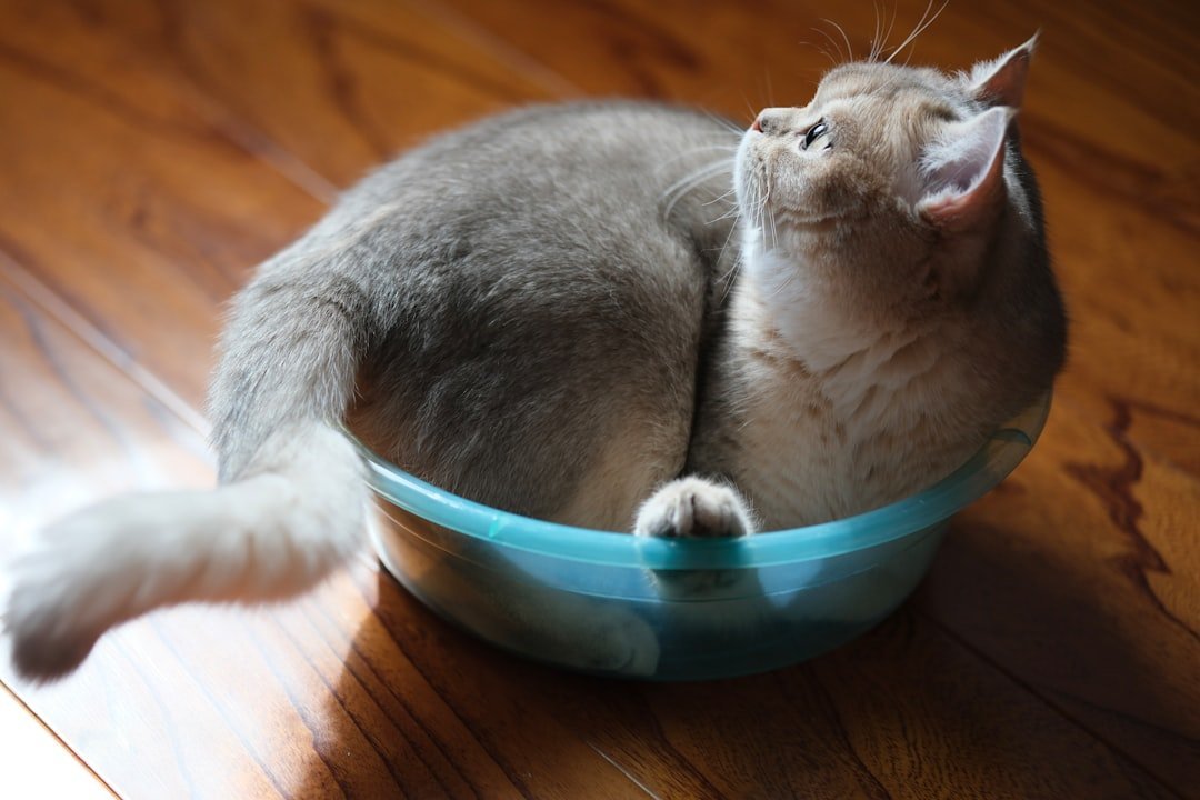 Monitor and Maintain Healthy Weight (image credits: unsplash)