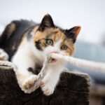 10 Ways to Increase Your Cat's Wellbeing