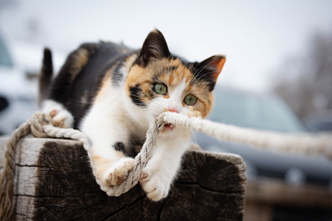 10 Ways to Increase Your Cat's Wellbeing