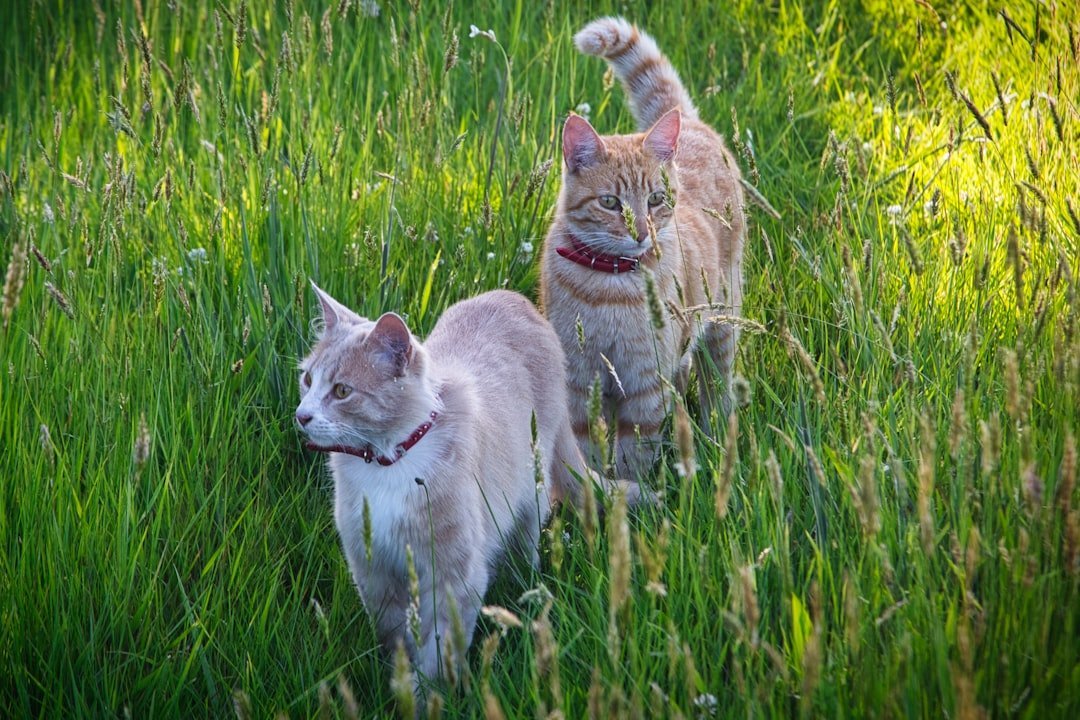 I'm Playing with All the Cats Who Came Before (image credits: unsplash)