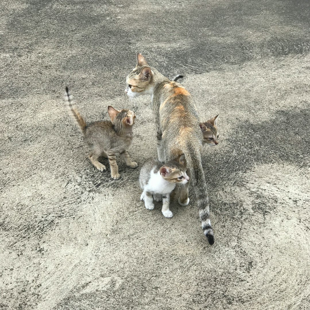 I'm Teaching Other Cats About Humans Like You (image credits: unsplash)